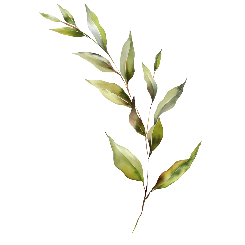 Willow branch watercolor, suitable for the decorative design of covers, fabric, invitations, weddings, or greeting cards png