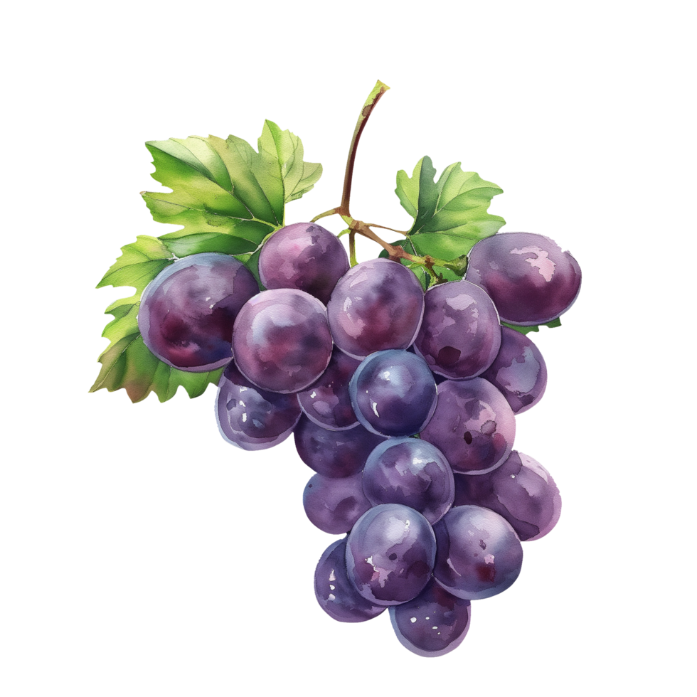 Grape bunch watercolor, suitable for the decorative design of covers, fabric, invitations, weddings, or greeting cards png