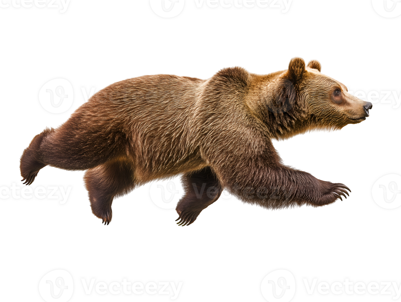 photo of a brown bear floating mid-air on isolated background png