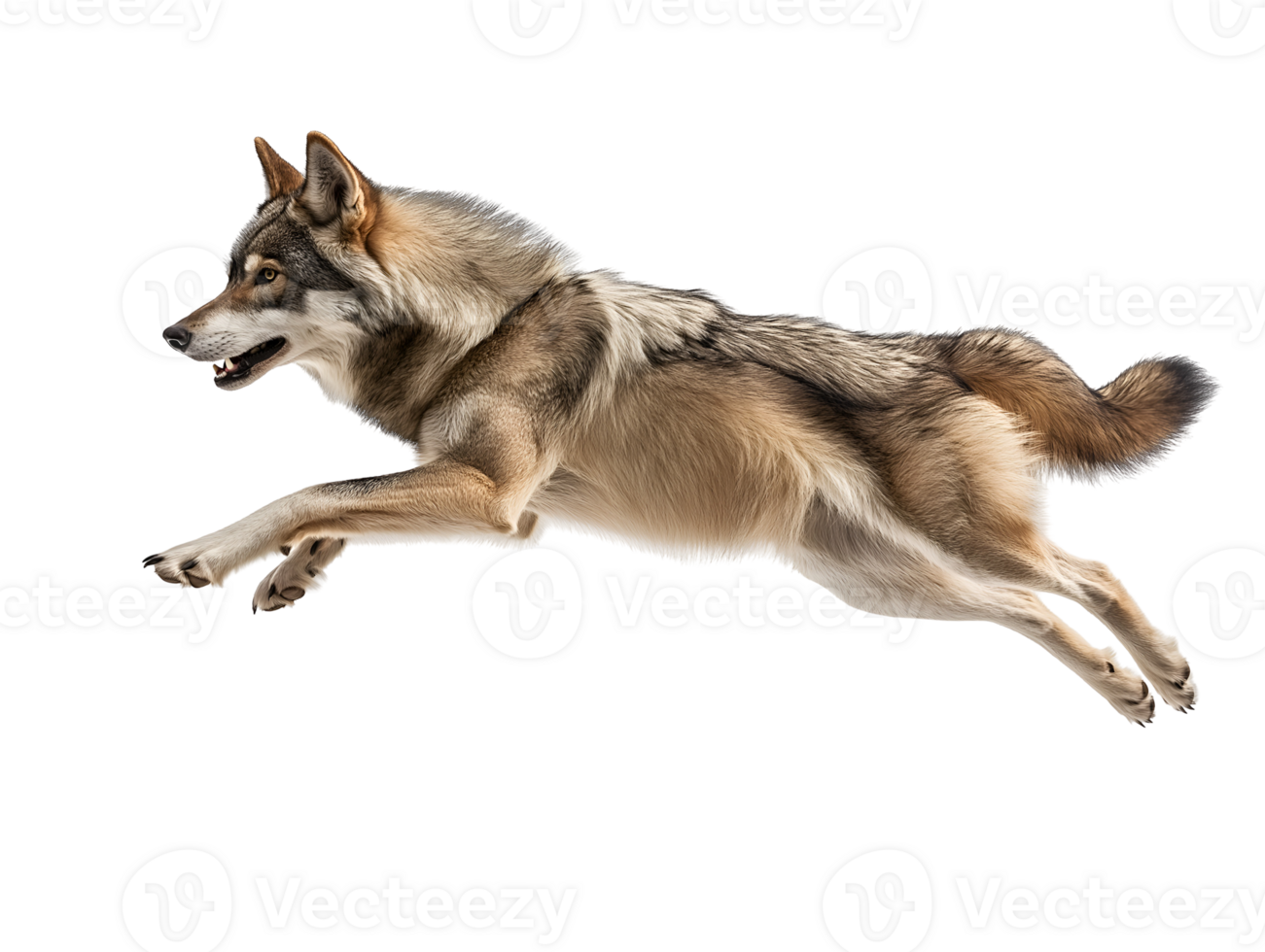 photo of a wolf floating mid-air on isolated background png