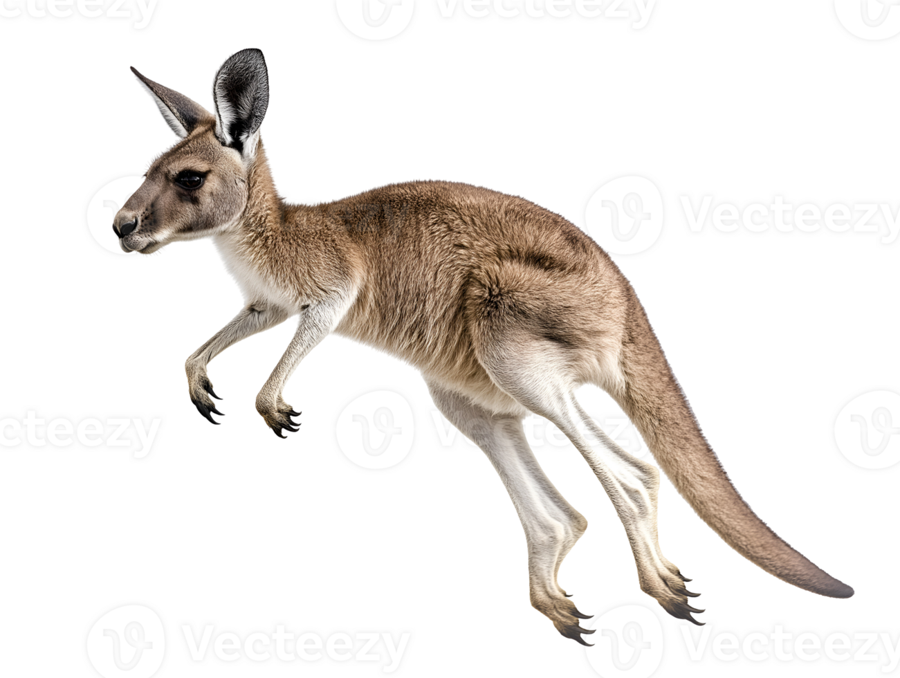 photo of a kangaroo floating mid-air on isolated background png