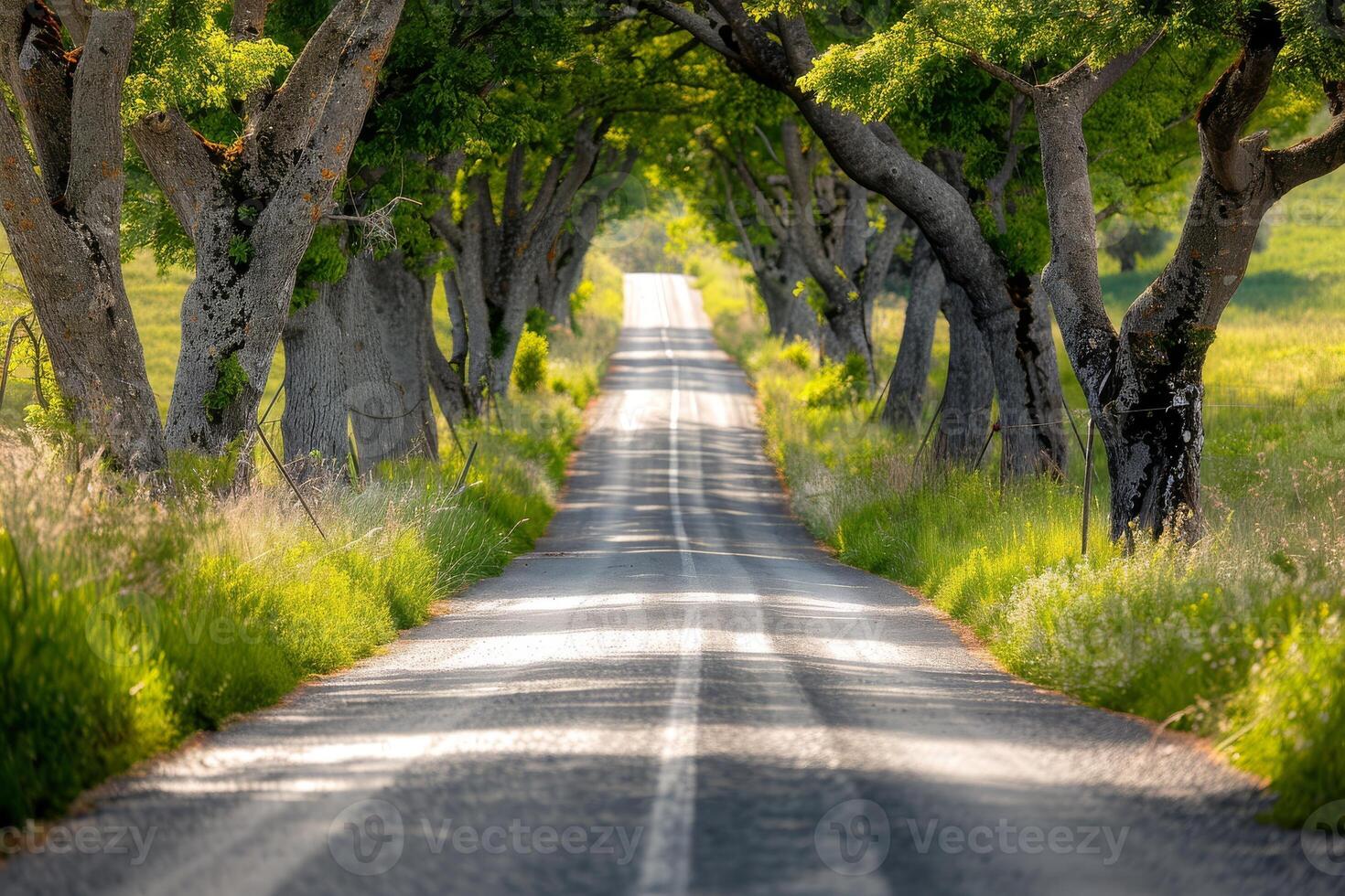 Endless road of travel on rural highways There are natural trees on both sides of the road. photo