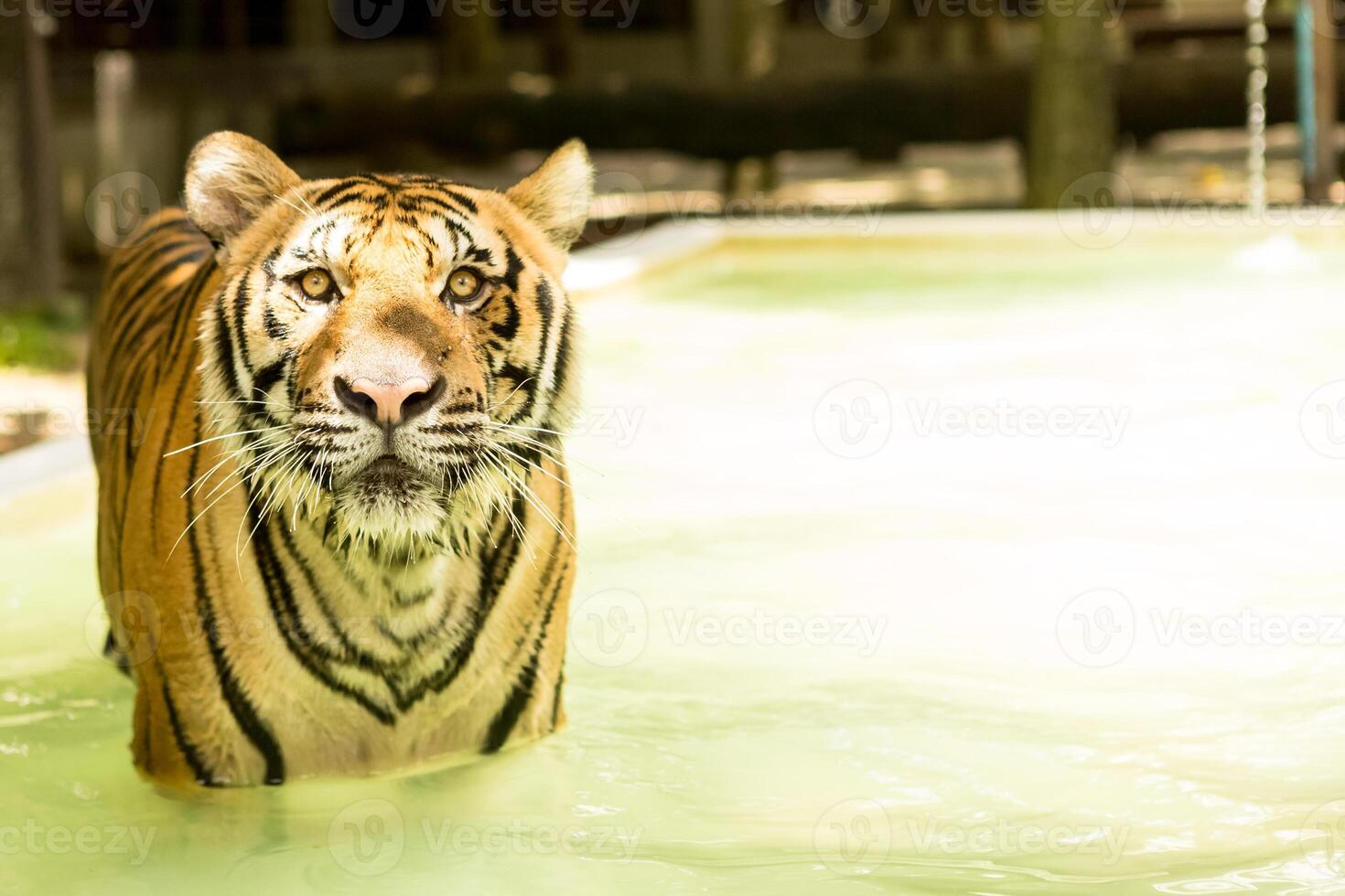 Big tiger in Thailand. photo