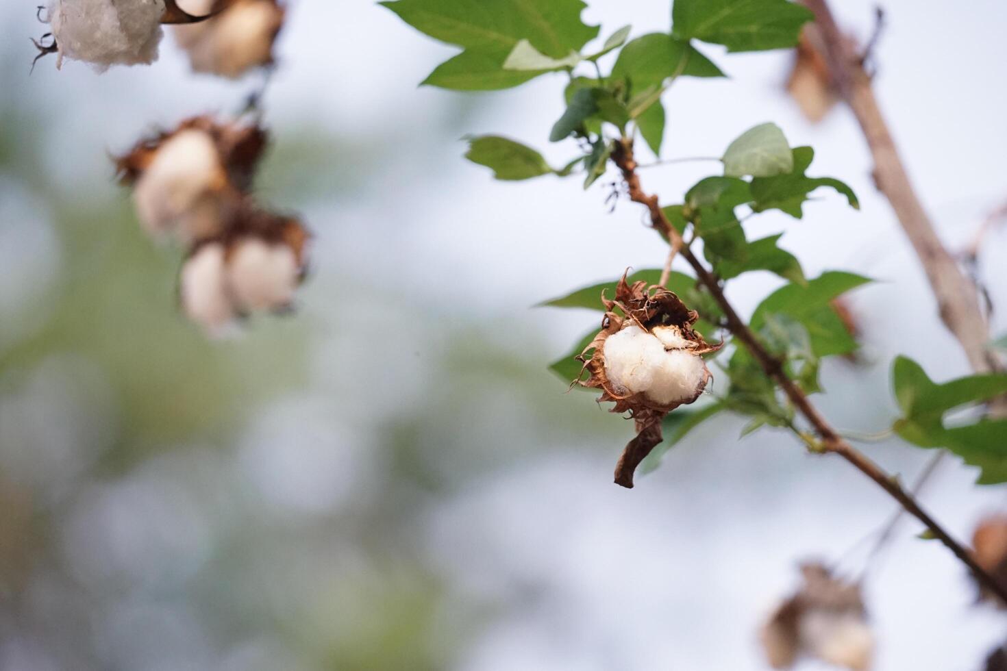 A blossoming organic white natural cotton plant photo