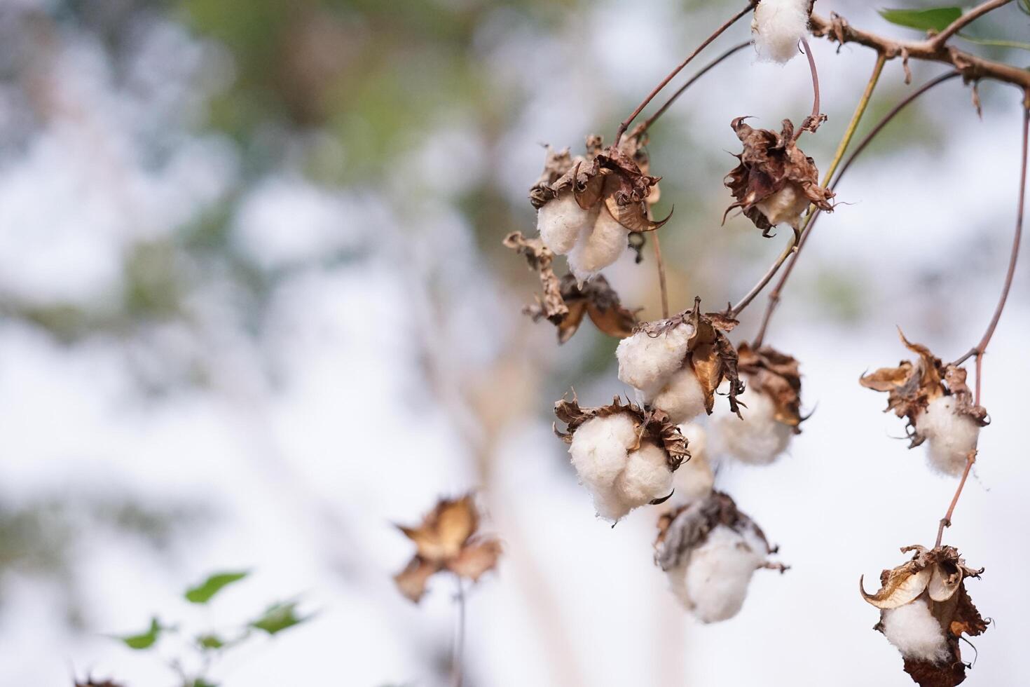 A blossoming organic white natural cotton plant photo
