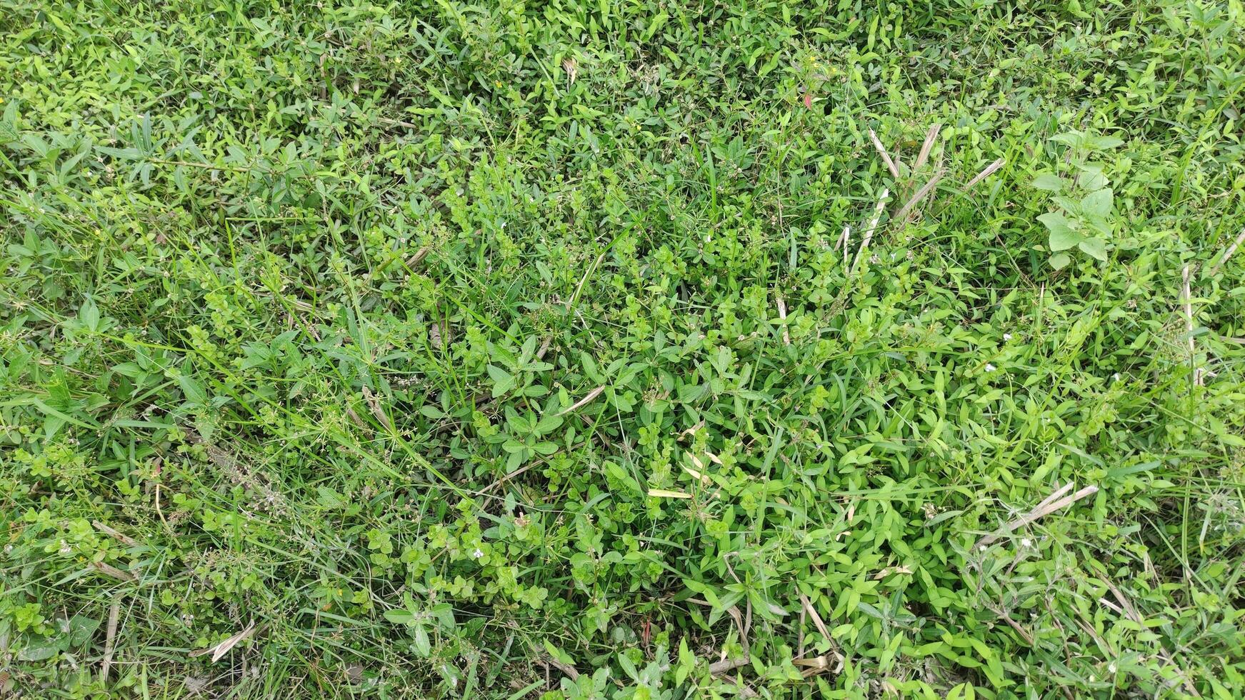 Natural green grass background, fresh lawn top view photo