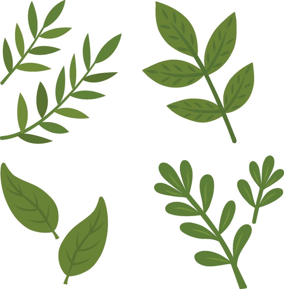 The collection of green leaves is a set of graphic elements with various drawings of leaves of different shapes and sizes. Isolated objects on a transparent background vector