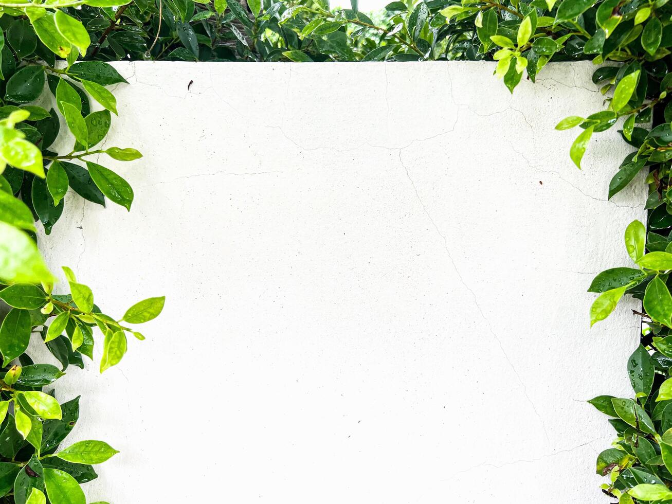 white concrete wall background texture ,white surface with space to add text or images. ,green leaves on the background of a white cement wall photo
