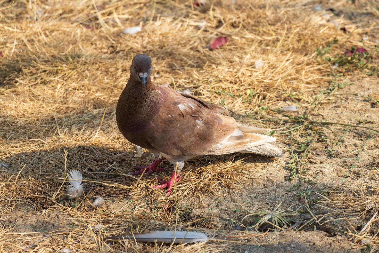 A bird standing on a dry field with a bird feeder photo