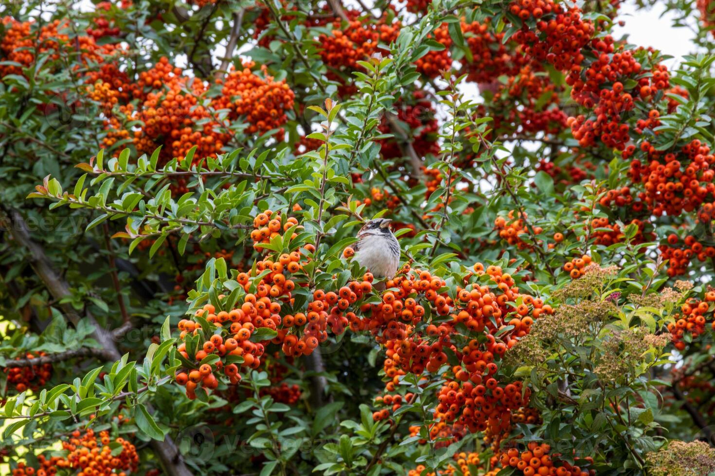 A bird is perched on a tree branch with orange berries photo