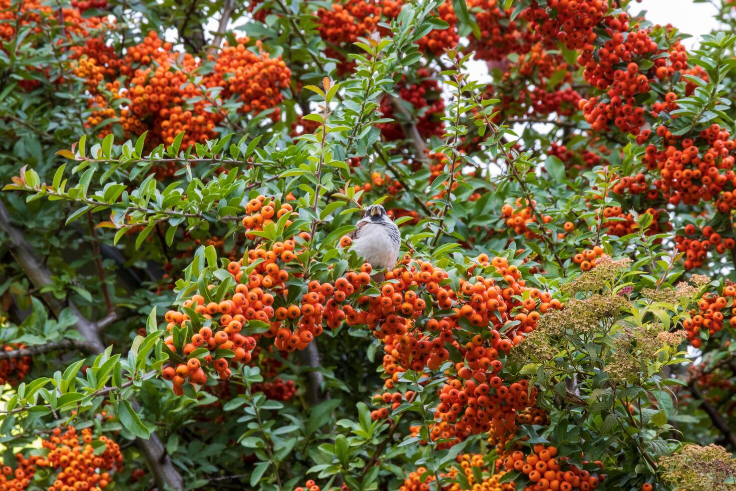 A bird is sitting on a tree branch with orange berries photo