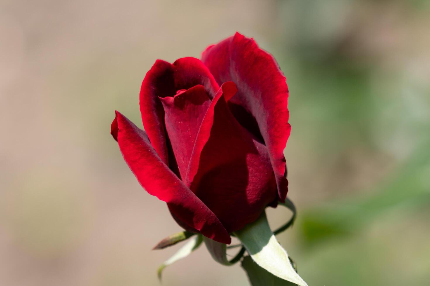 A red rose is blooming in the middle of a field photo