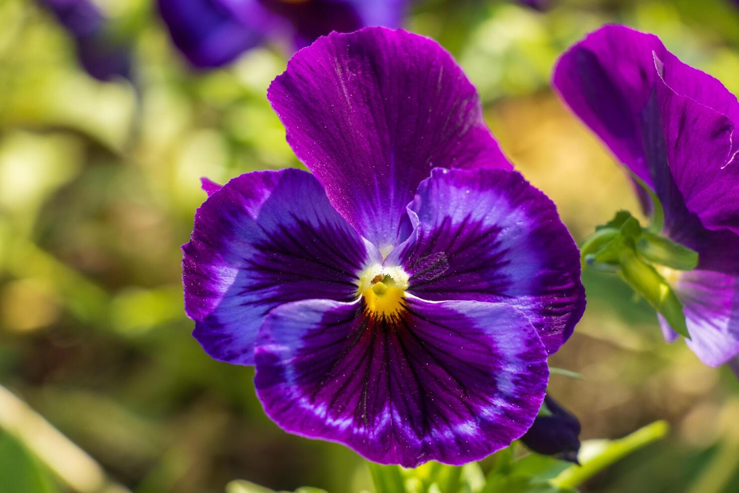 Macro photo of Purple pansie flower in the garden