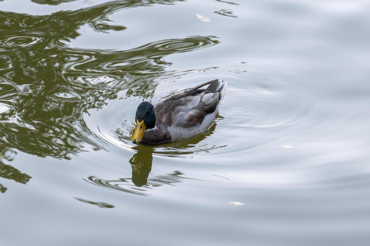 A duck swimming in a pond with a tree in the background photo