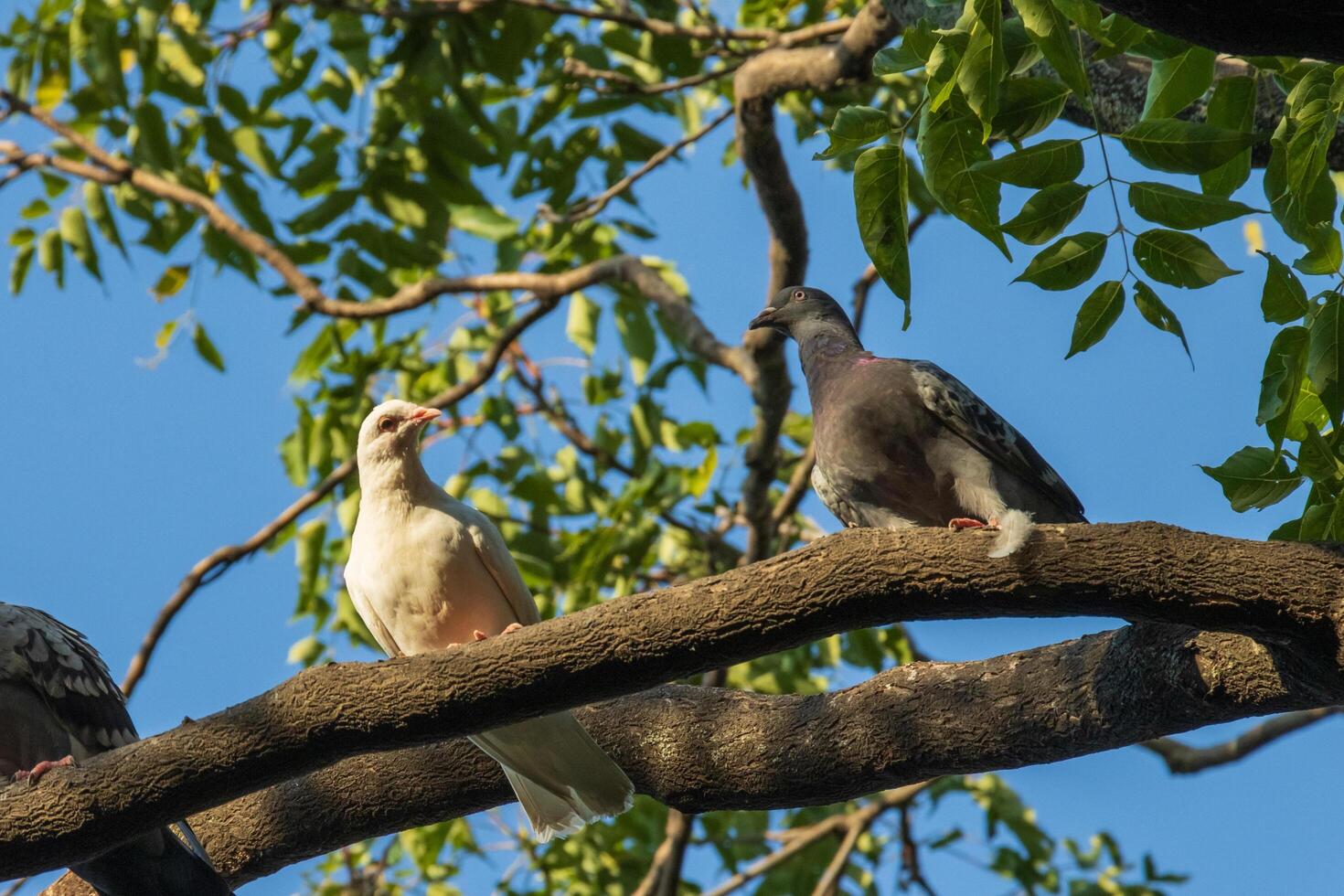 A group of birds sitting on a tree branch photo