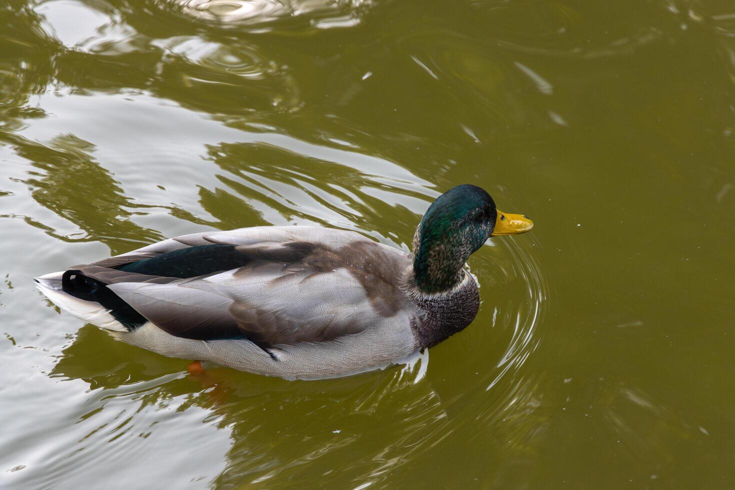 A duck swimming in a pond with a green background photo
