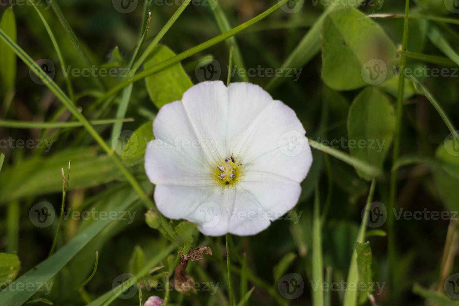 A white flower with a bee on it in the grass photo