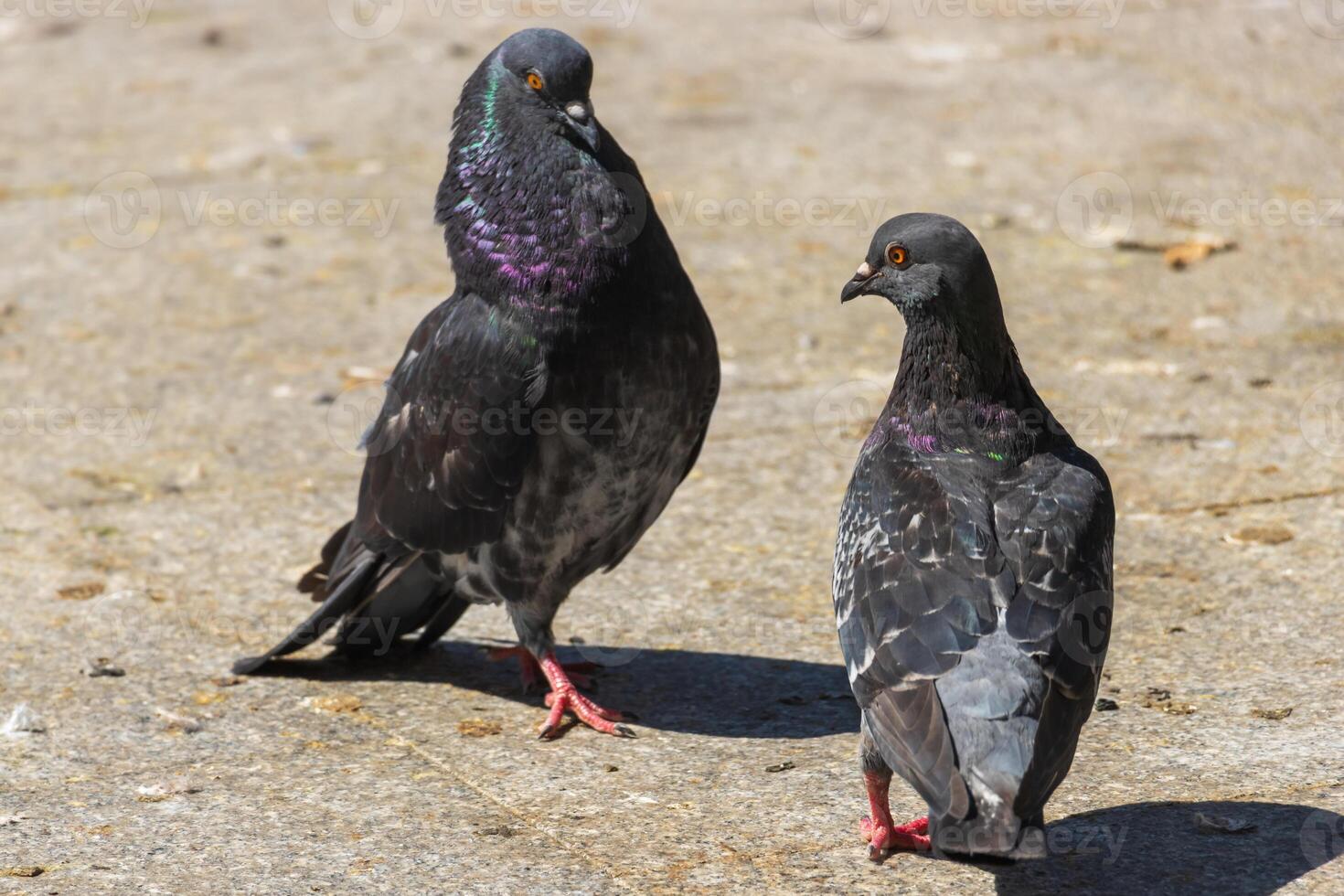 Two pigeons standing on a concrete surface photo