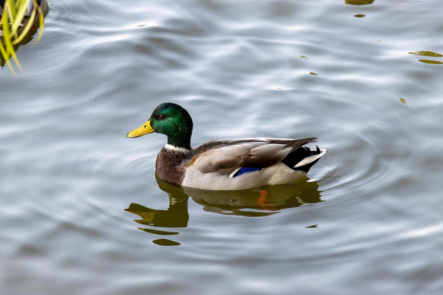 A duck swimming in a pond with grass photo
