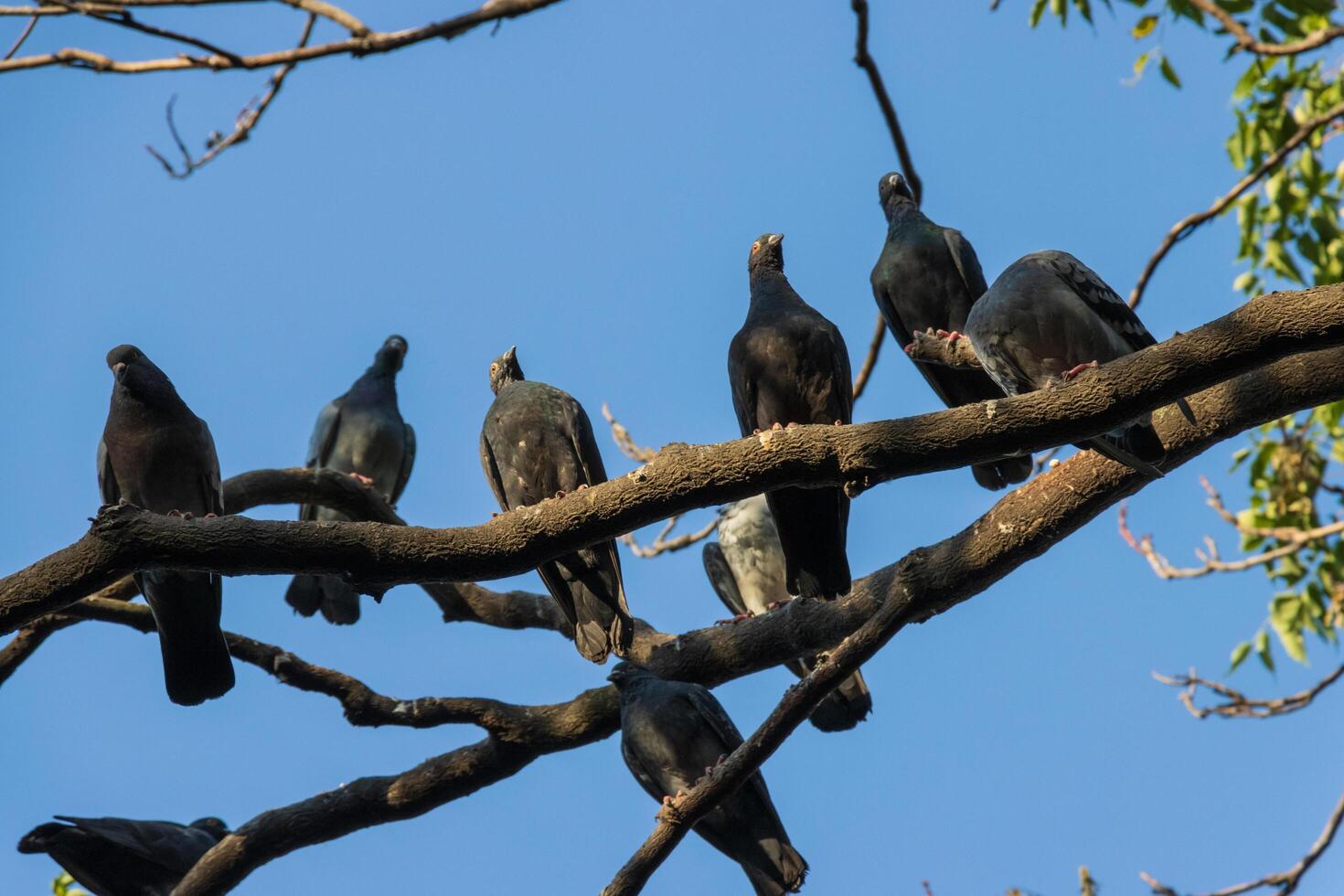 A group of birds sitting on a tree branch photo