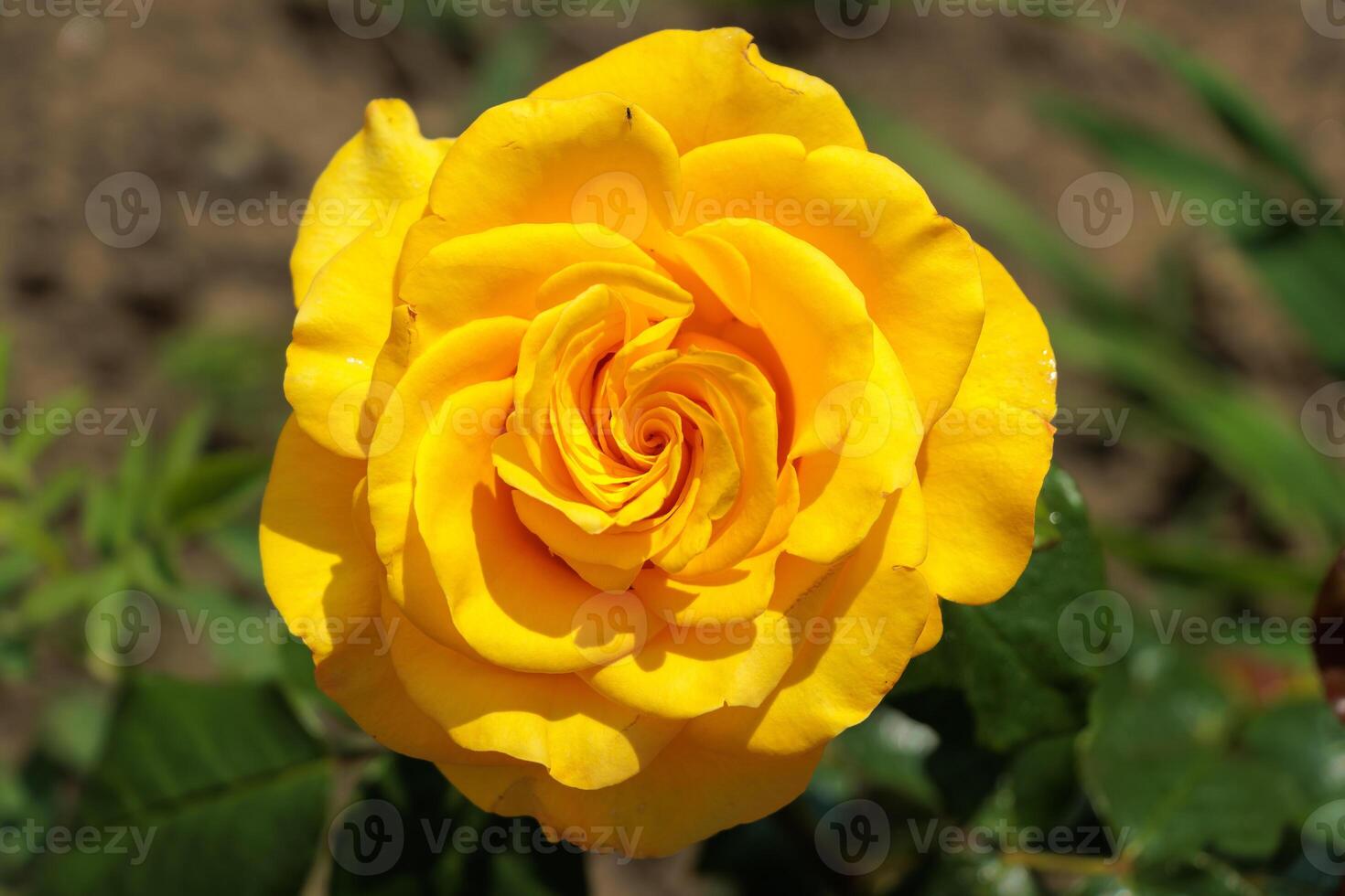 A yellow rose in the garden photo