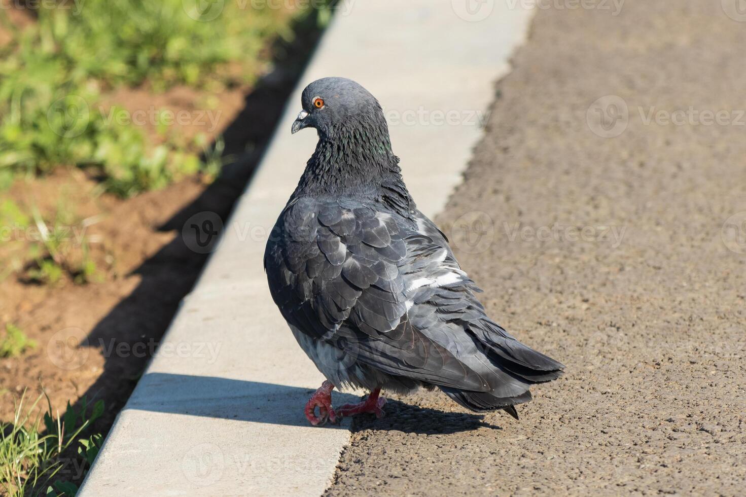 A pigeon standing on the edge of a curb photo