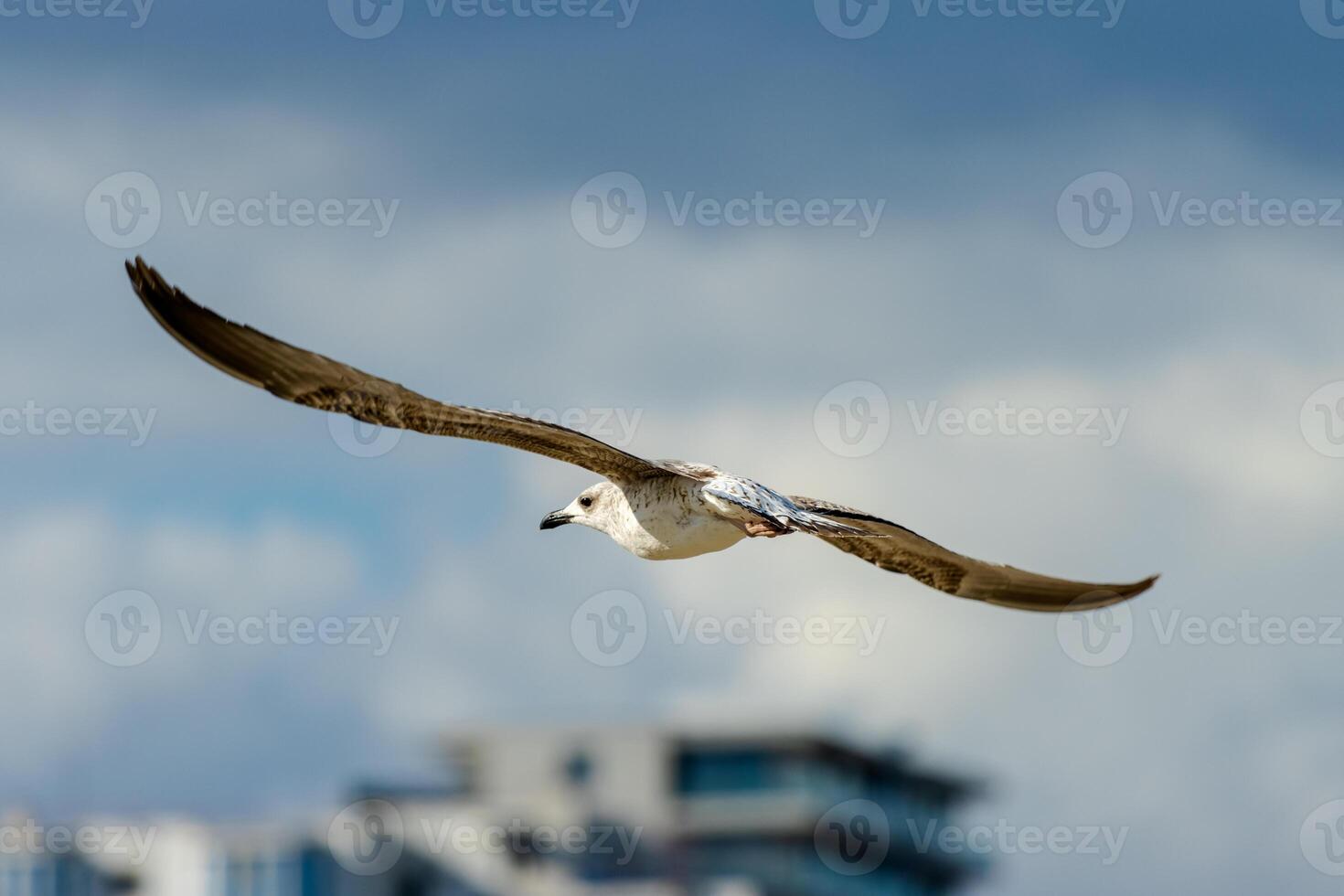 A bird flying in the air with a building in the background photo