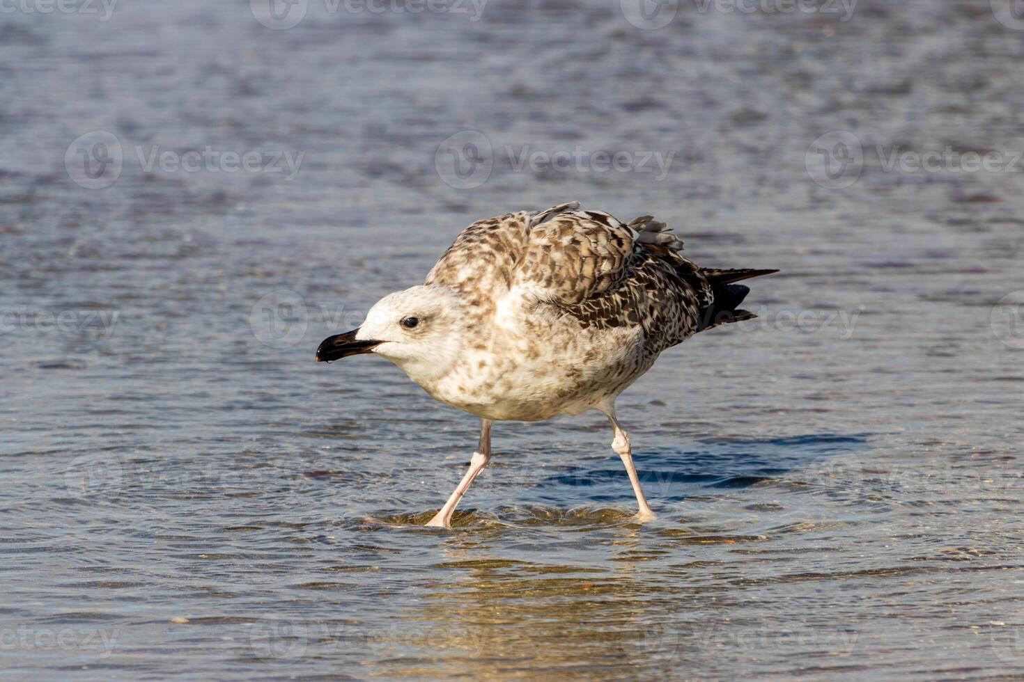 A bird standing in the water photo