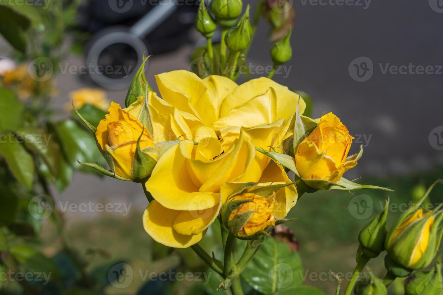 Yellow rose in the garden photo