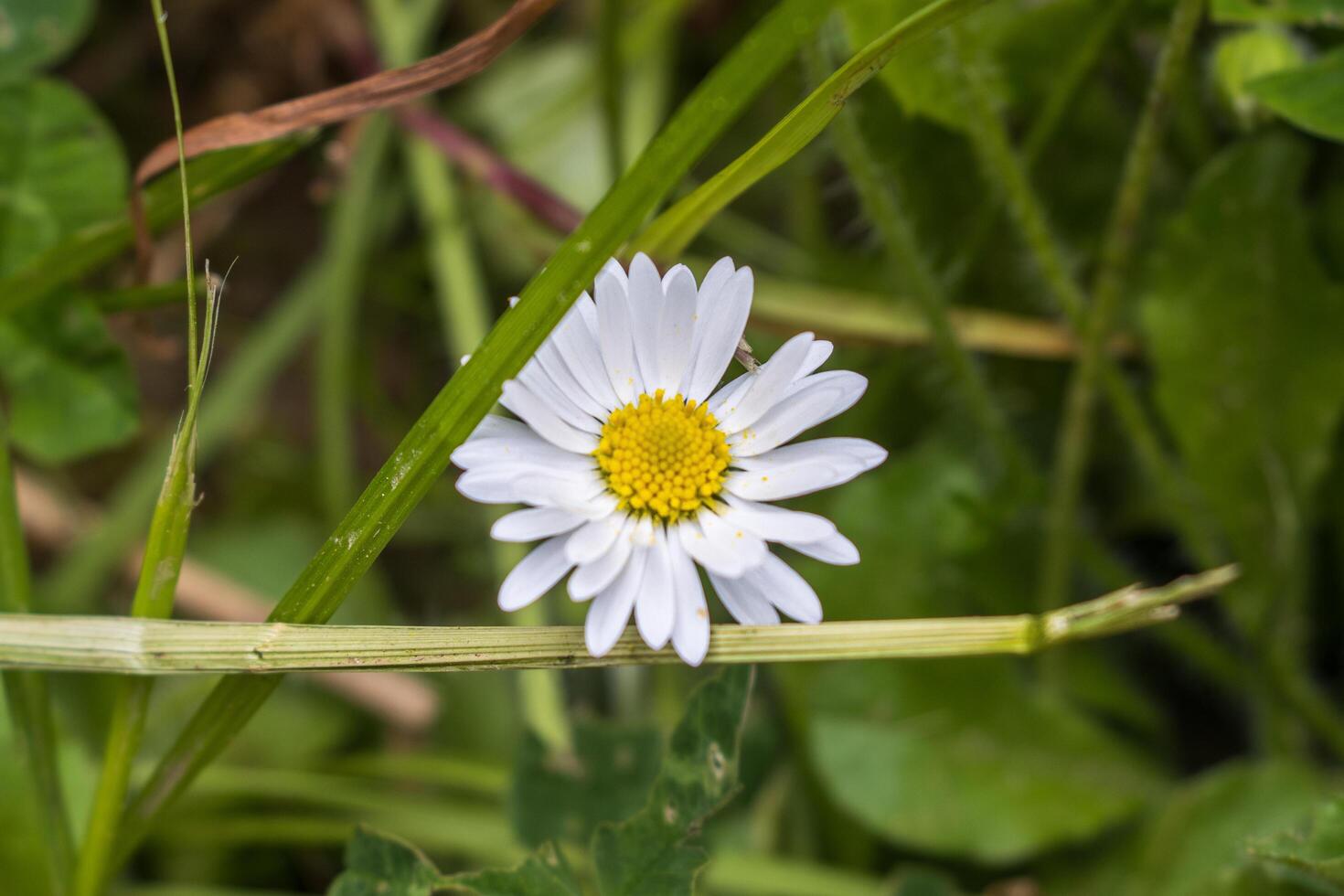 A single white daisy is in the middle of a field photo