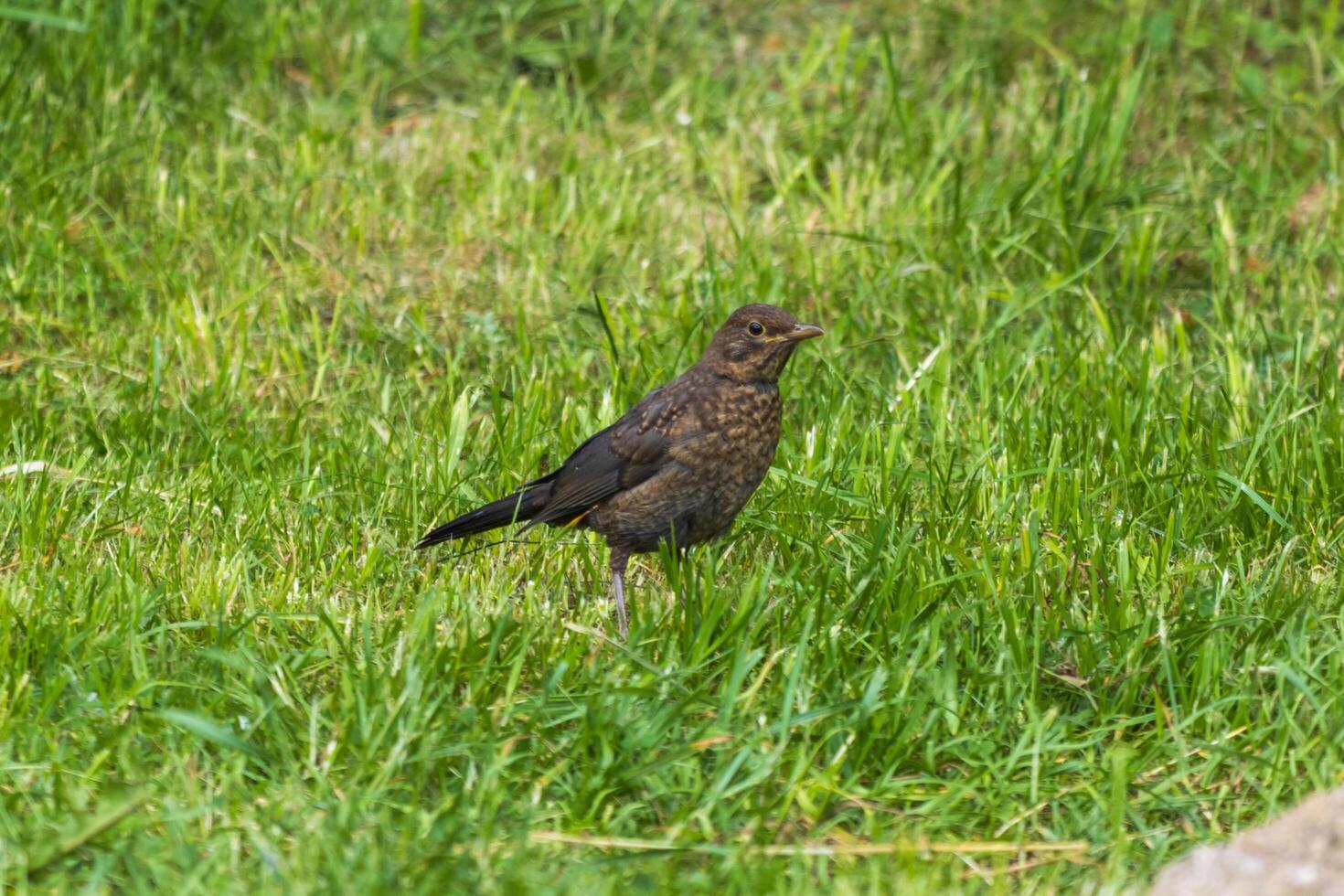 A black bird standing in the grass photo