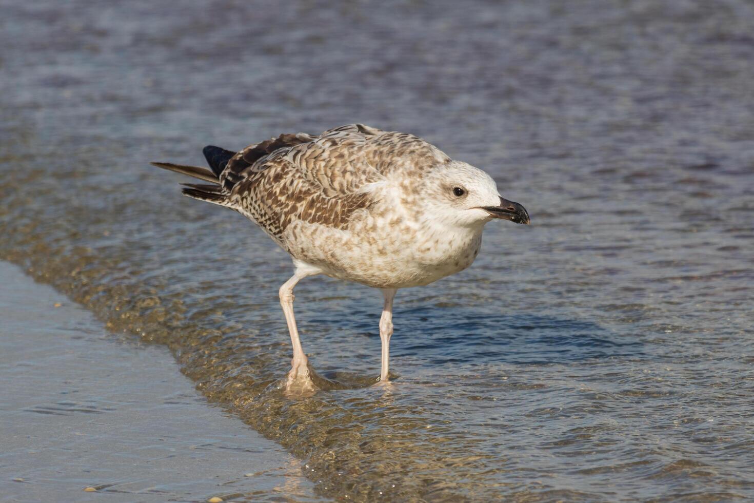 A bird standing in the water photo