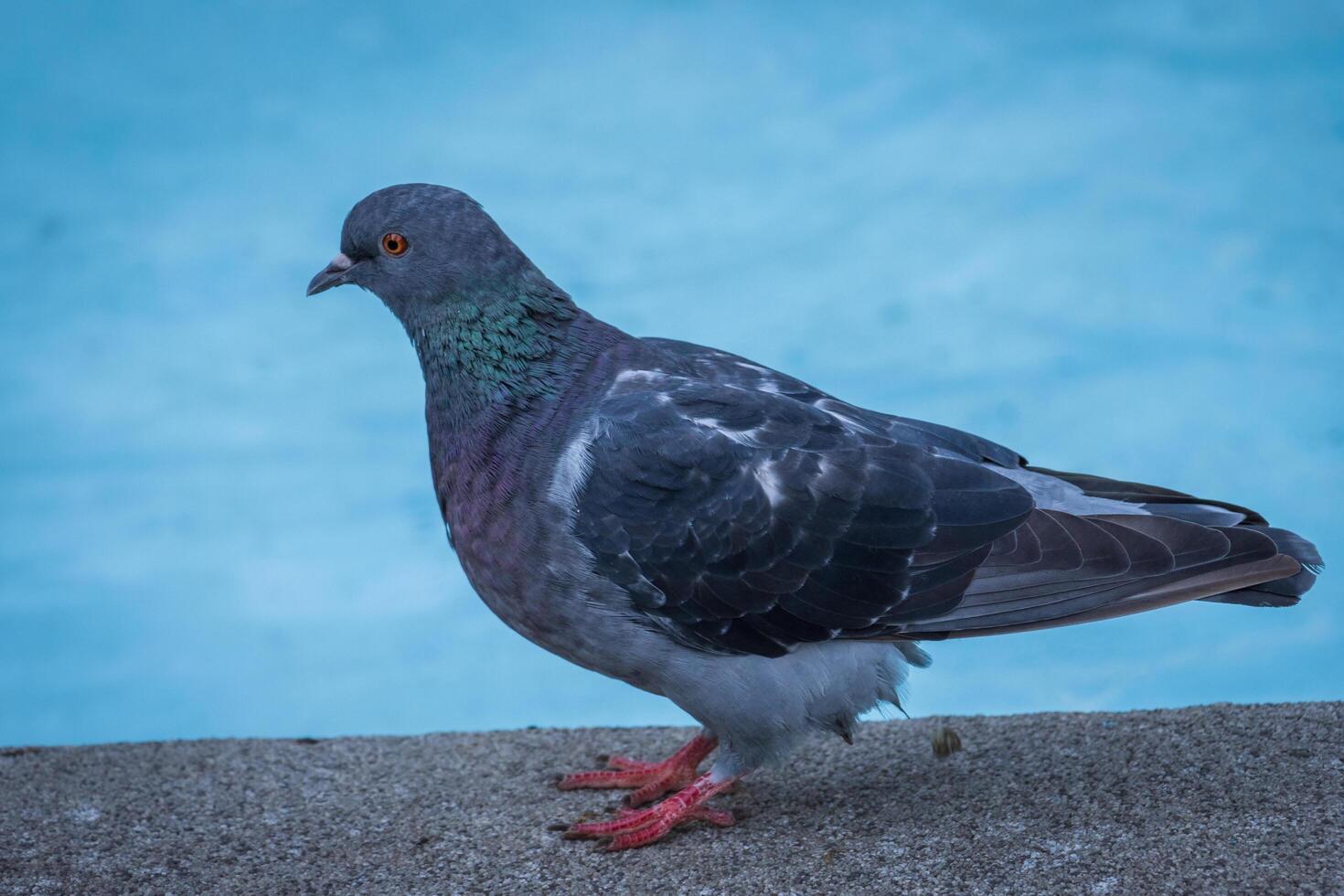 A pigeon standing on a ledge near a pool photo