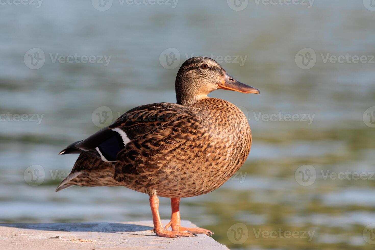 A duck standing on a ledge near a body of water photo