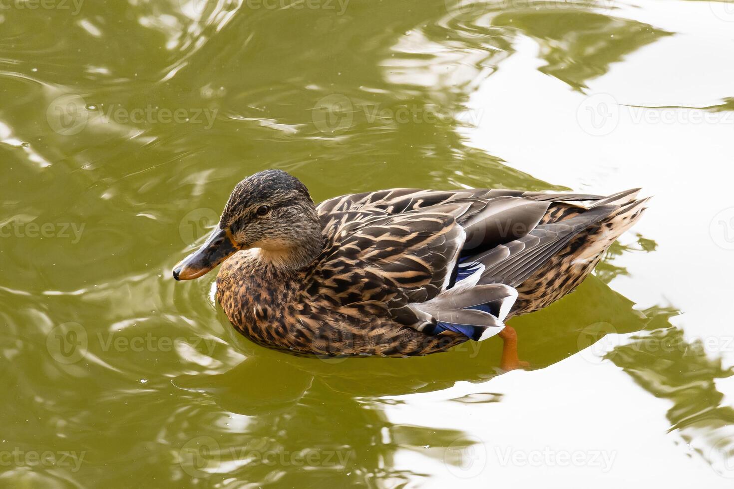 A duck swimming in a pond with a tree in the background photo