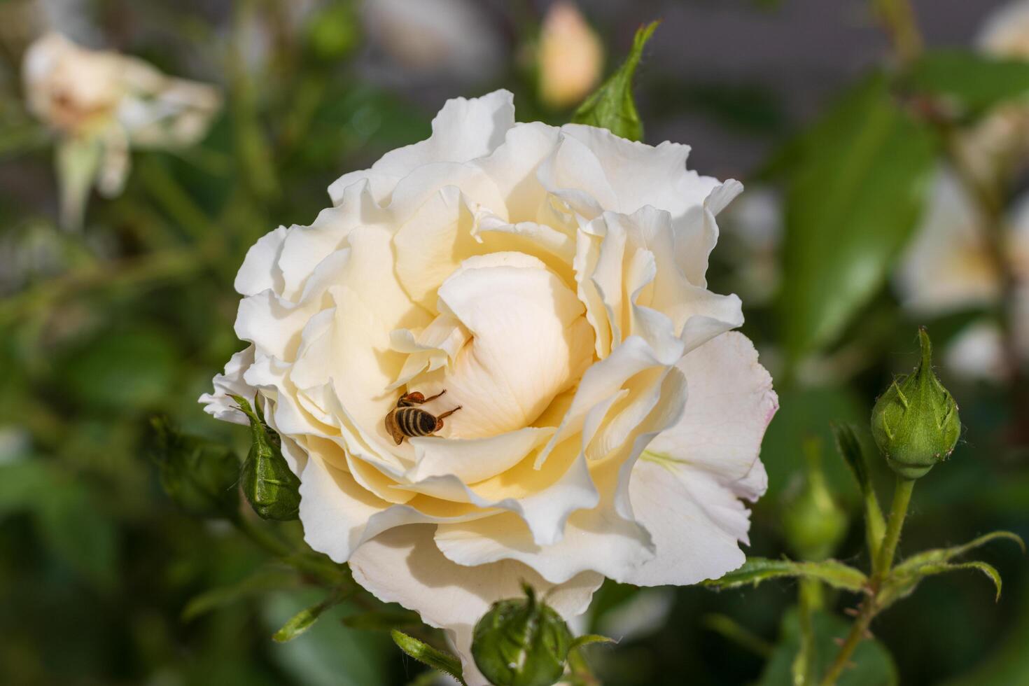 Macro photo of a white rose with a bee on it