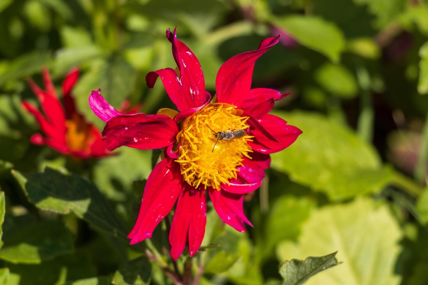 Macro photo of a red flower with a bee in the middle