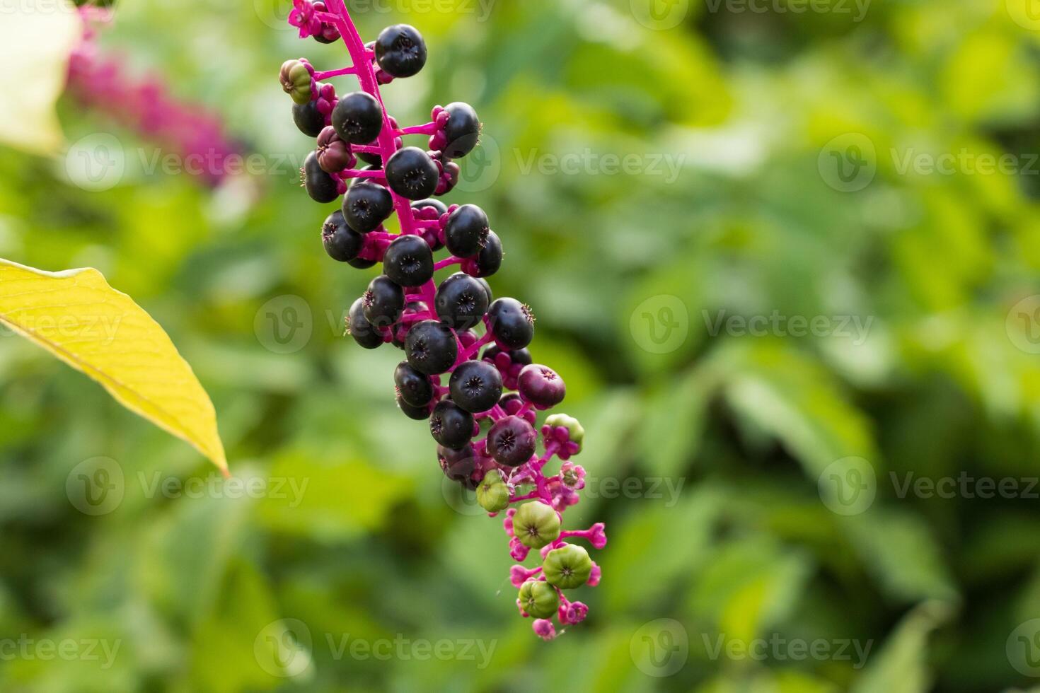 Macro photo of vibrant berries on a branch