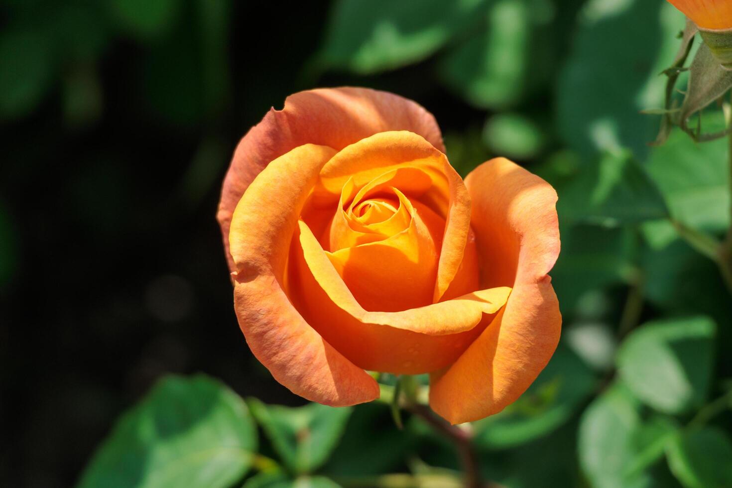 Orange rose in the garden photo