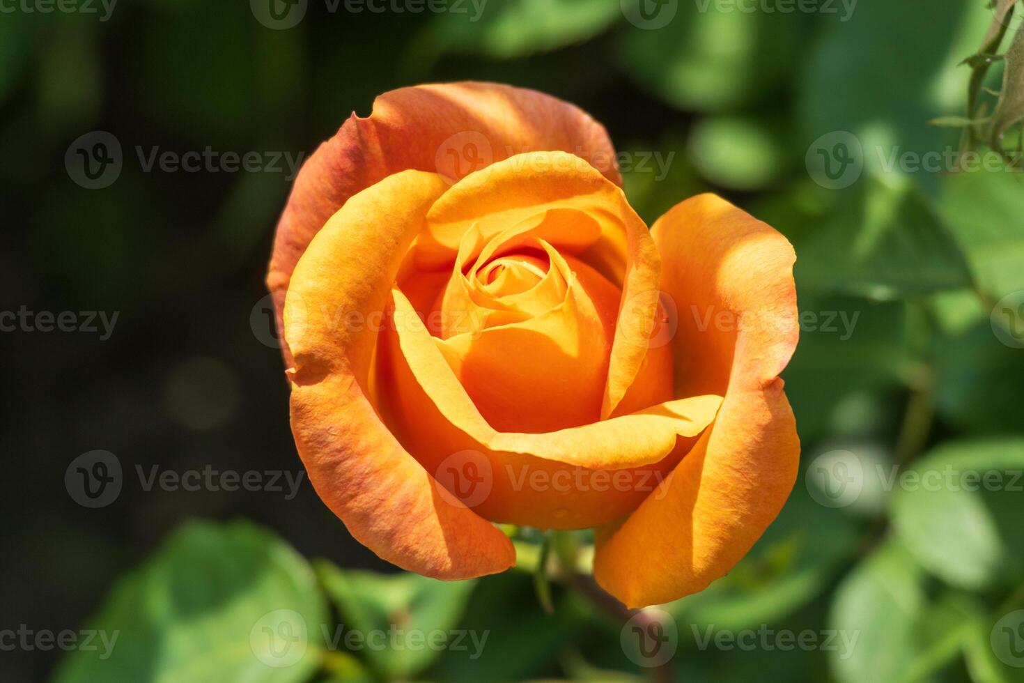 Orange rose in the garden photo