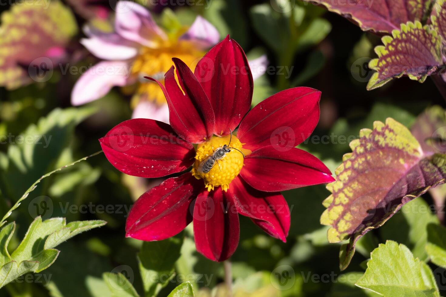 Macro photo of a red flower with a bee in the middle