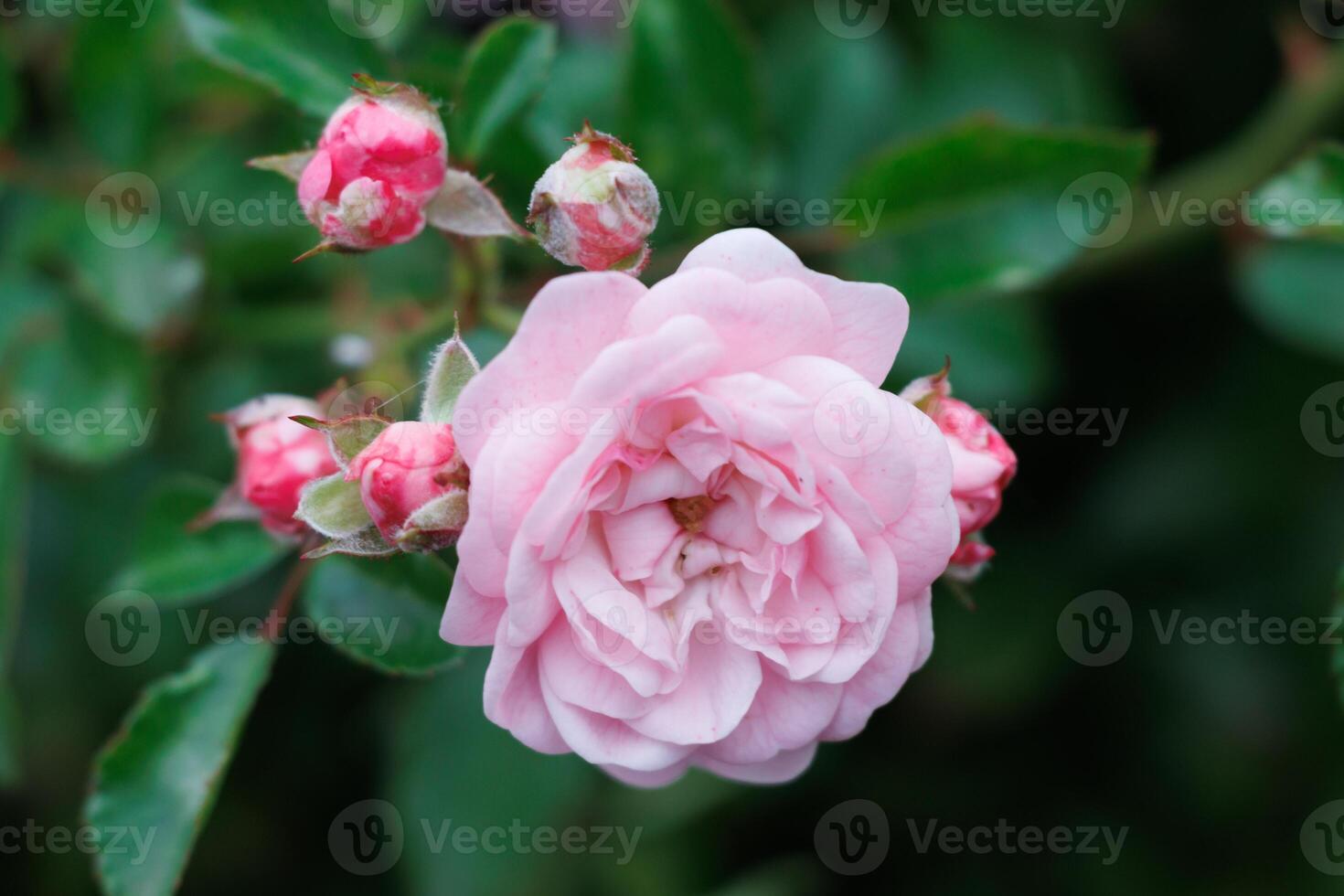 Macro photo of a pink rose with with rose buds around it