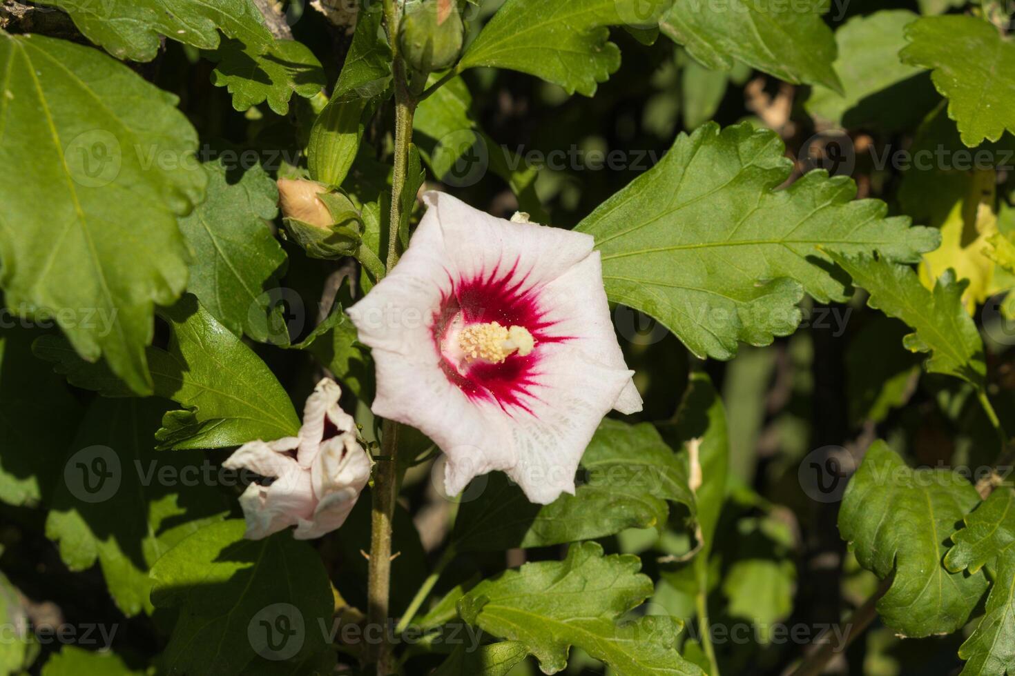 Macro photo of a white flower with a red center