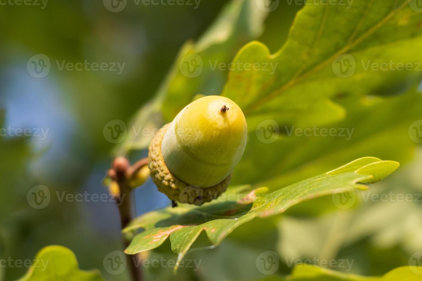An acorn on a tree branch with leaves photo