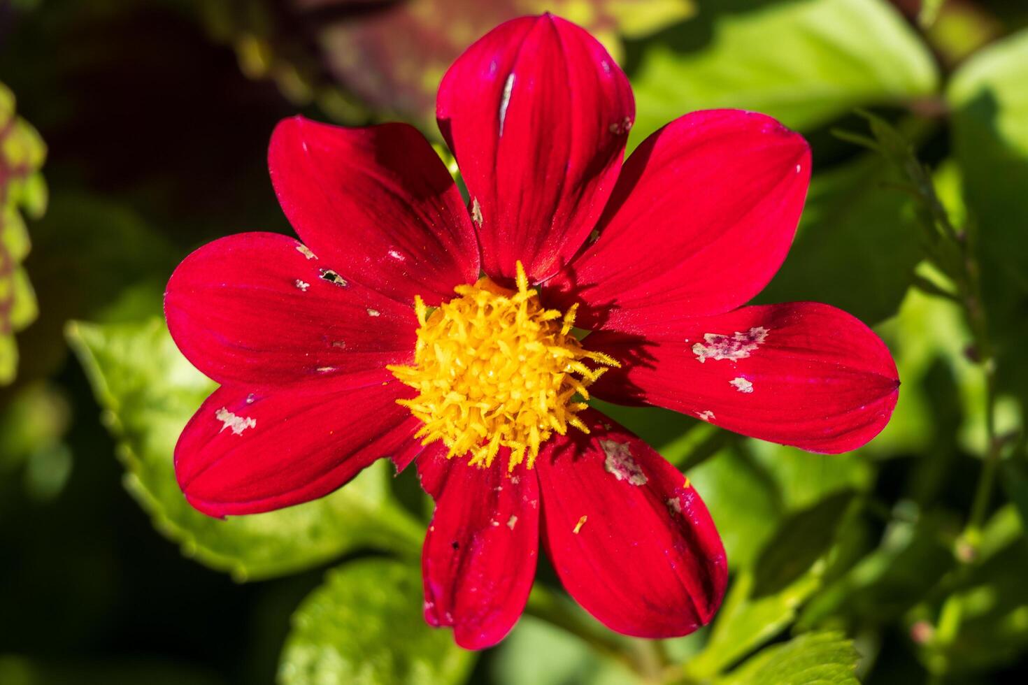 Macro photo of a red flower with a yellow center