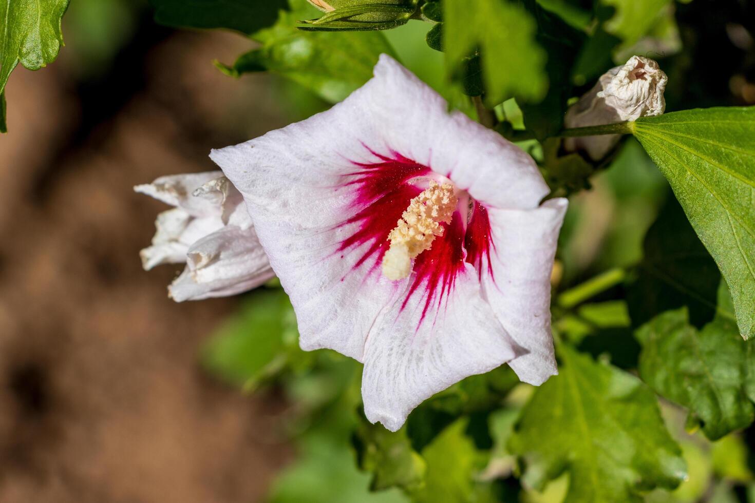Macro photo of a white flower with a red center