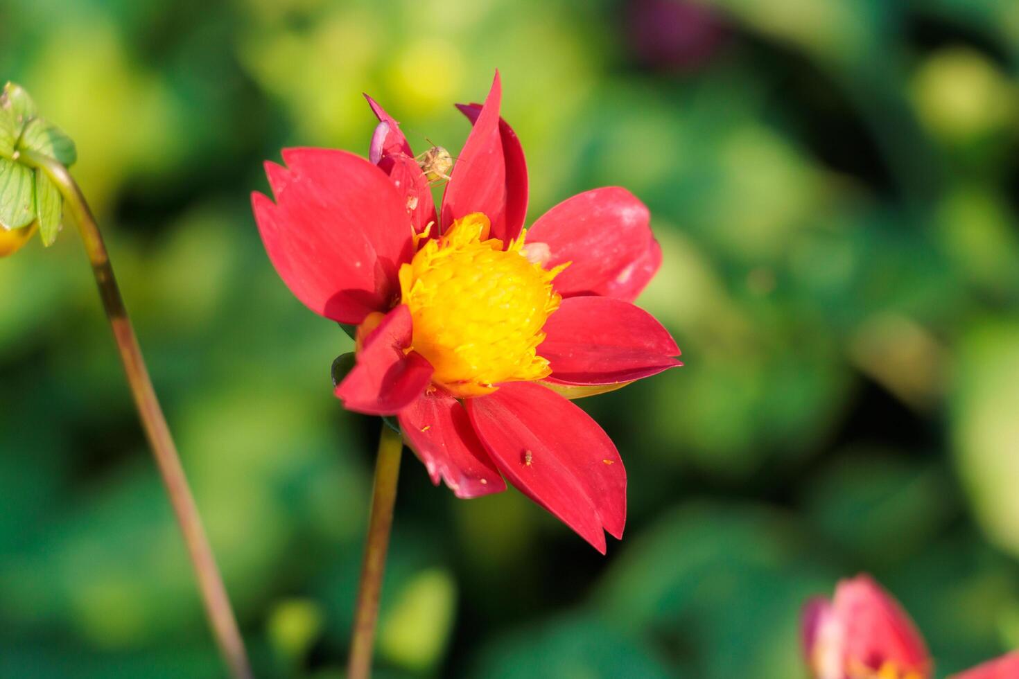 Macro photo of a red flower with a yellow center