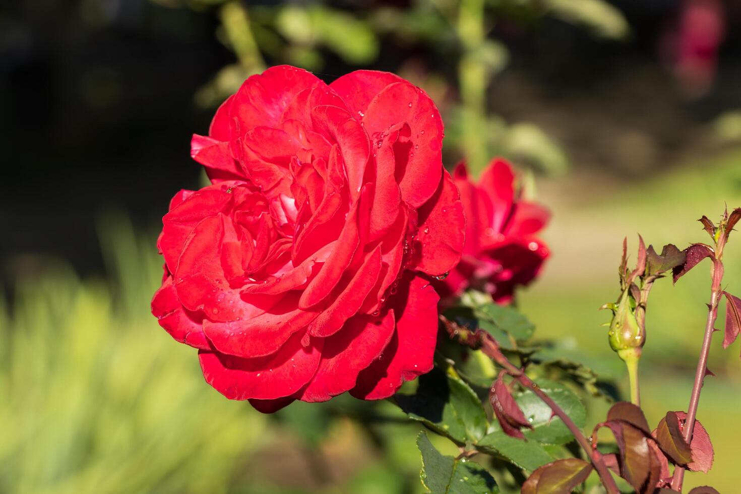 Macro photo of a vibrant red and rose