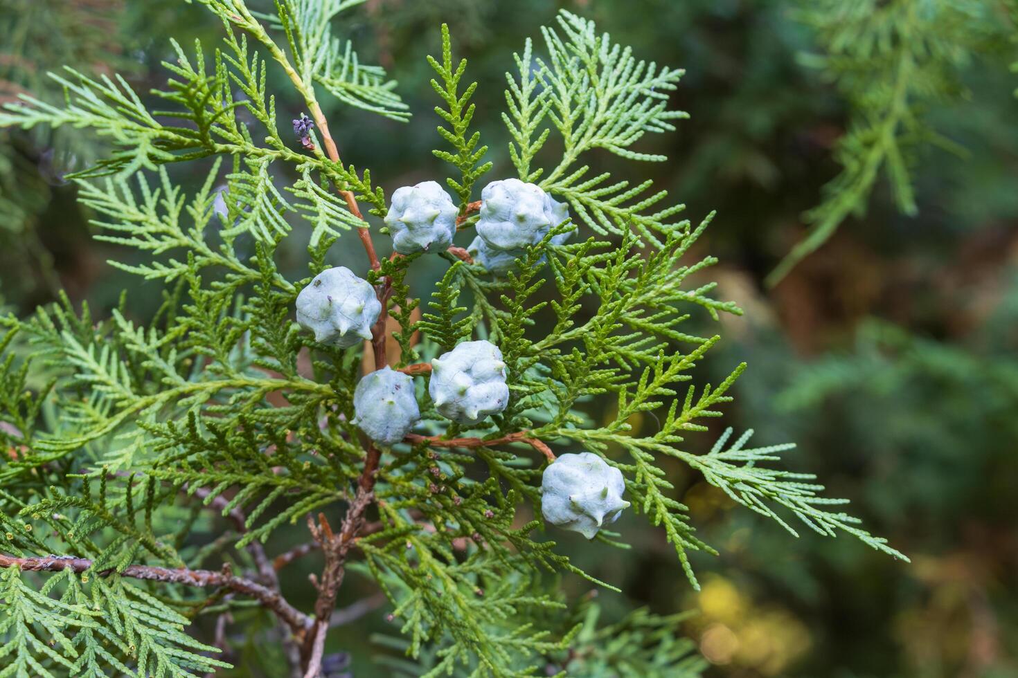 Close up photo of conifer branch with pine-like cones