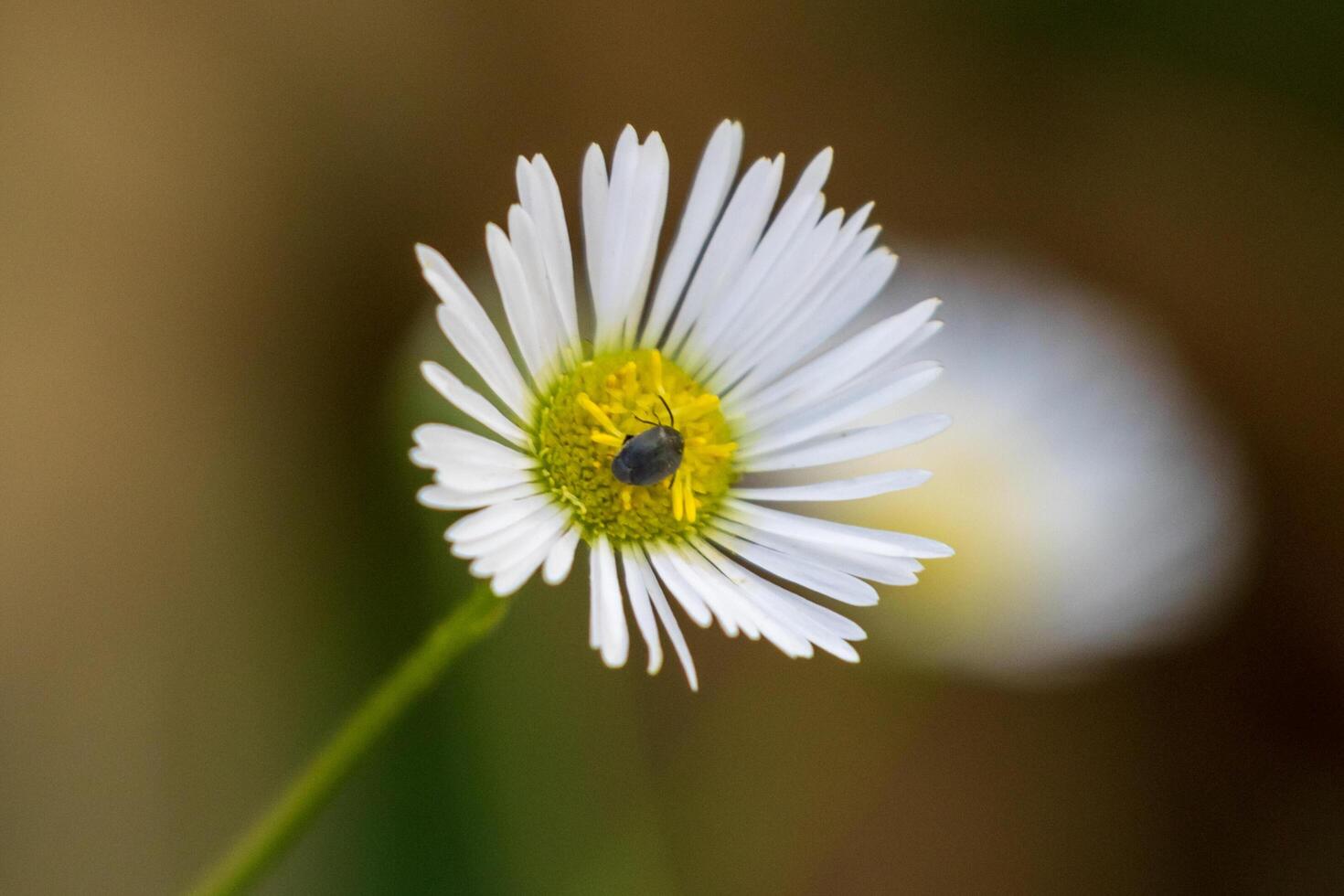 A close up of a white daisy with a bug on it photo